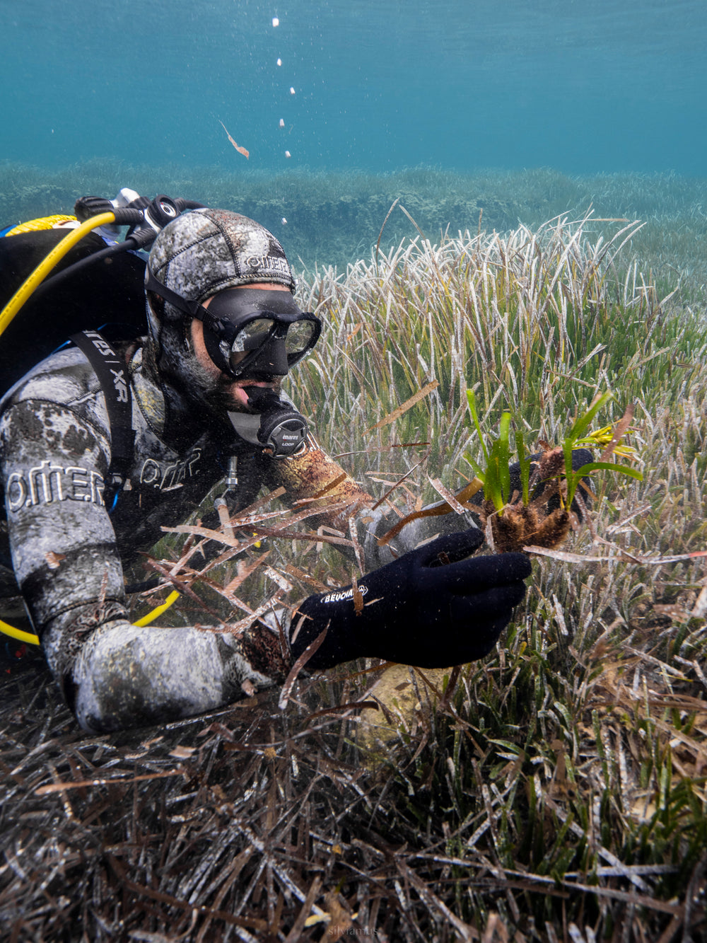 Restore Seagrass and Algae in Spain