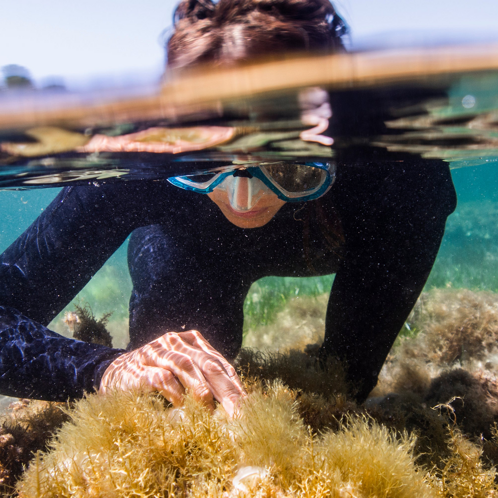 Subscribe to Restore Seagrass in Spain
