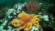 Restore Kelp Forests and Sunflower Sea Stars!