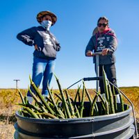 Subscribe to Plant Mangrove SeaTrees in Baja