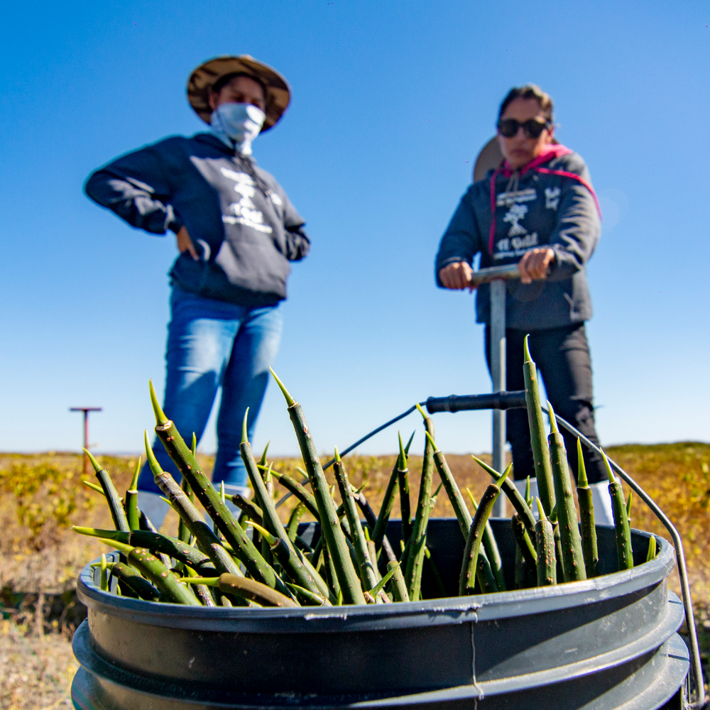 Plant Mangrove SeaTrees in Baja