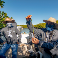 Plant Mangrove SeaTrees in Baja