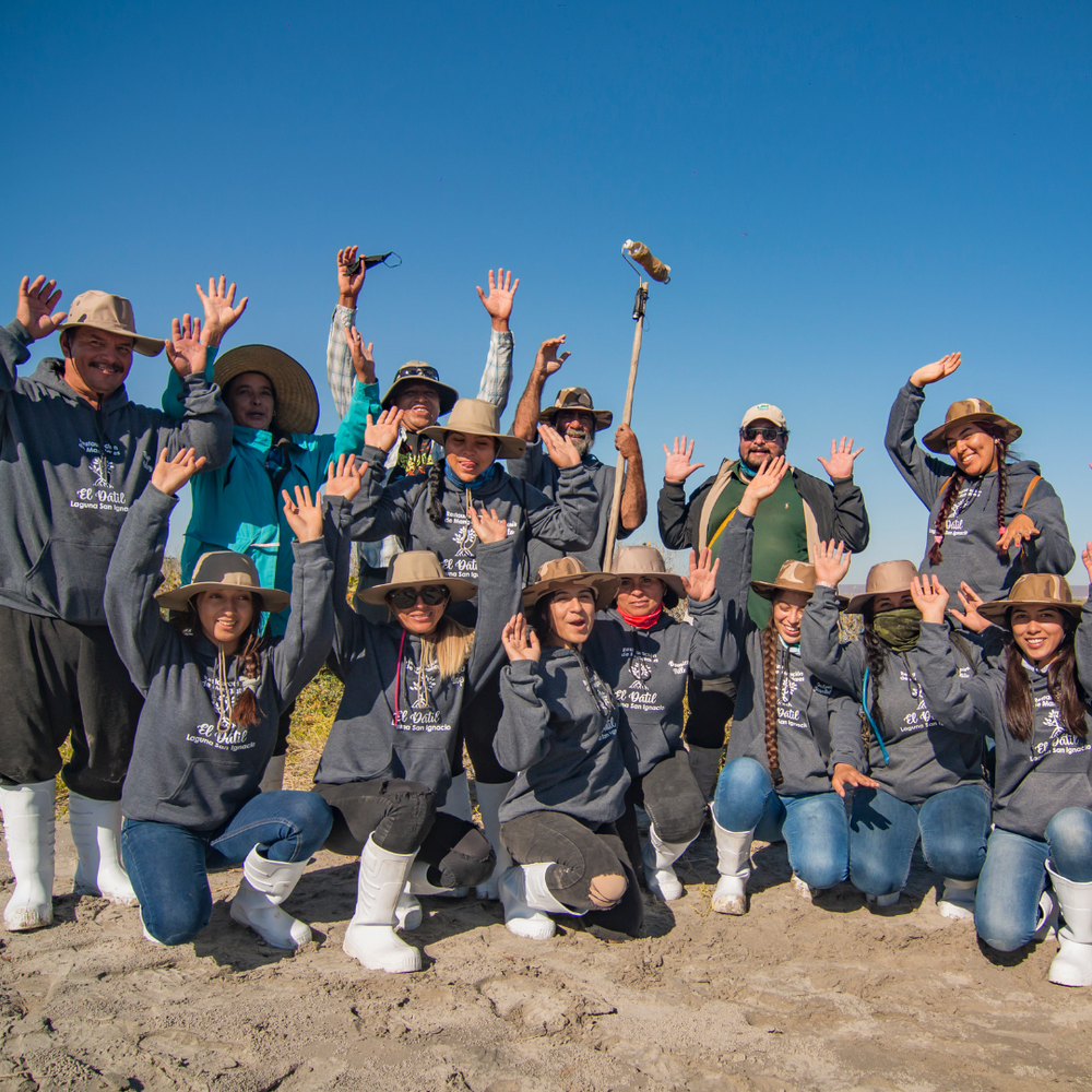 Plant Mangrove SeaTrees in Baja