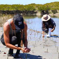 Plant Mangrove SeaTrees in Baja