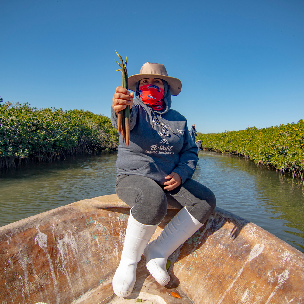 Subscribe to Plant Mangrove SeaTrees in Baja