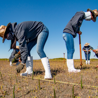 Plant Mangrove SeaTrees in Baja