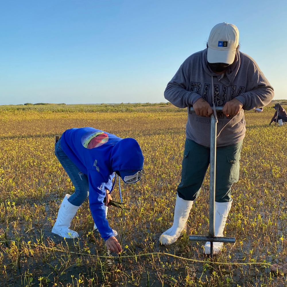 Plant Mangrove SeaTrees in Baja