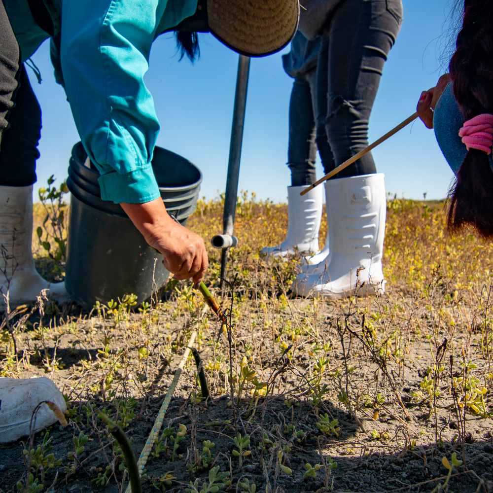 Plant Mangrove SeaTrees in Baja