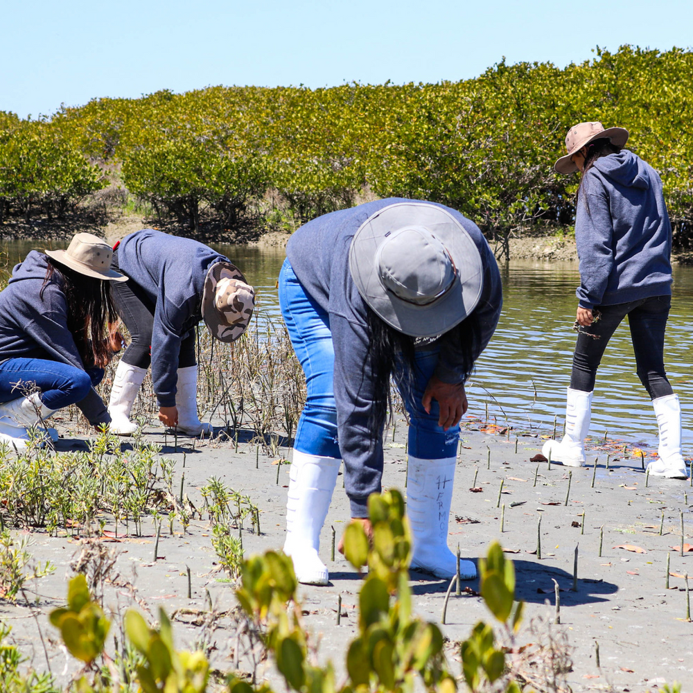 Plant Mangrove SeaTrees in Baja