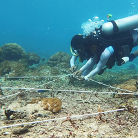 Plant Coral SeaTrees in Bali
