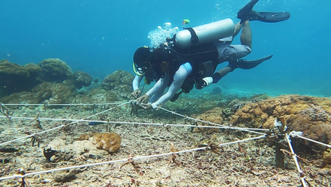 Brand Partner Planting Coral SeaTrees in Indonesia
