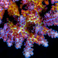 Plant Coral SeaTrees in Bali