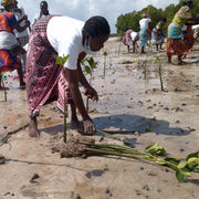 Subscribe to Plant Mangrove SeaTrees in Kenya
