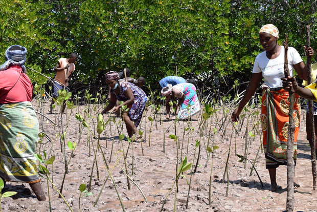 Brand Partner Planting Mangrove SeaTrees in Kenya