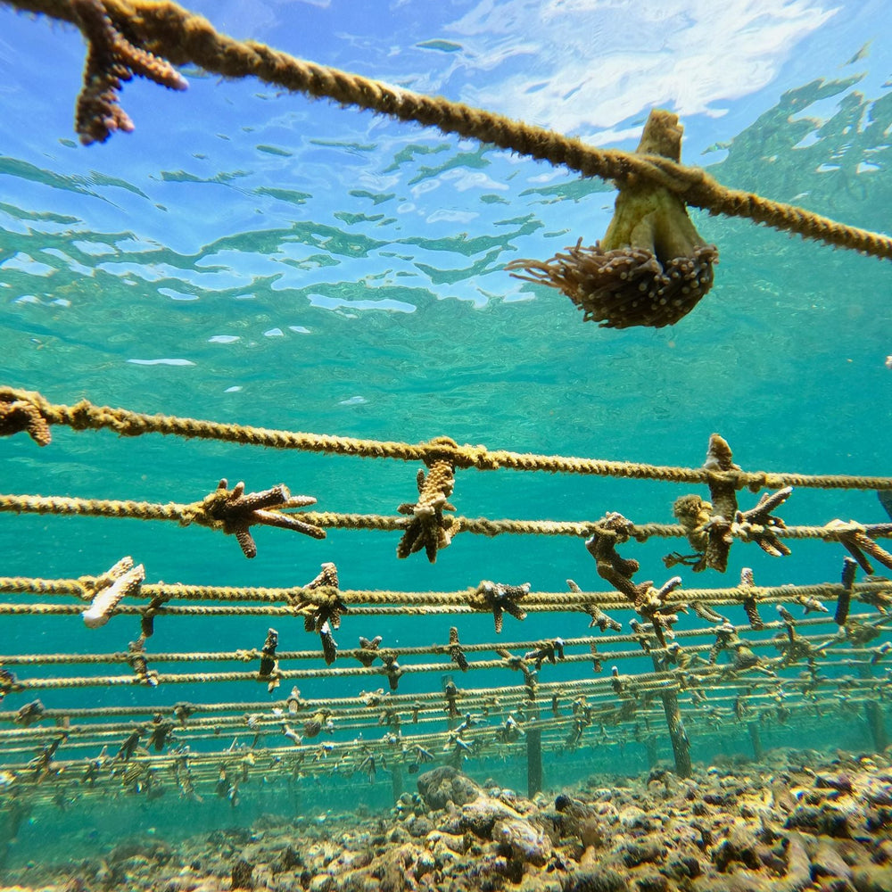 Plant Coral SeaTrees in Bali