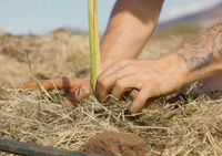 Restore the Watershed in Maui