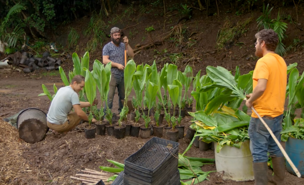 Restore the Watershed in Maui