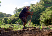 Restore the Watershed in Maui