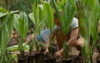 Restore the Watershed in Maui