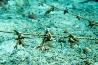 Plant Coral SeaTrees in Bali