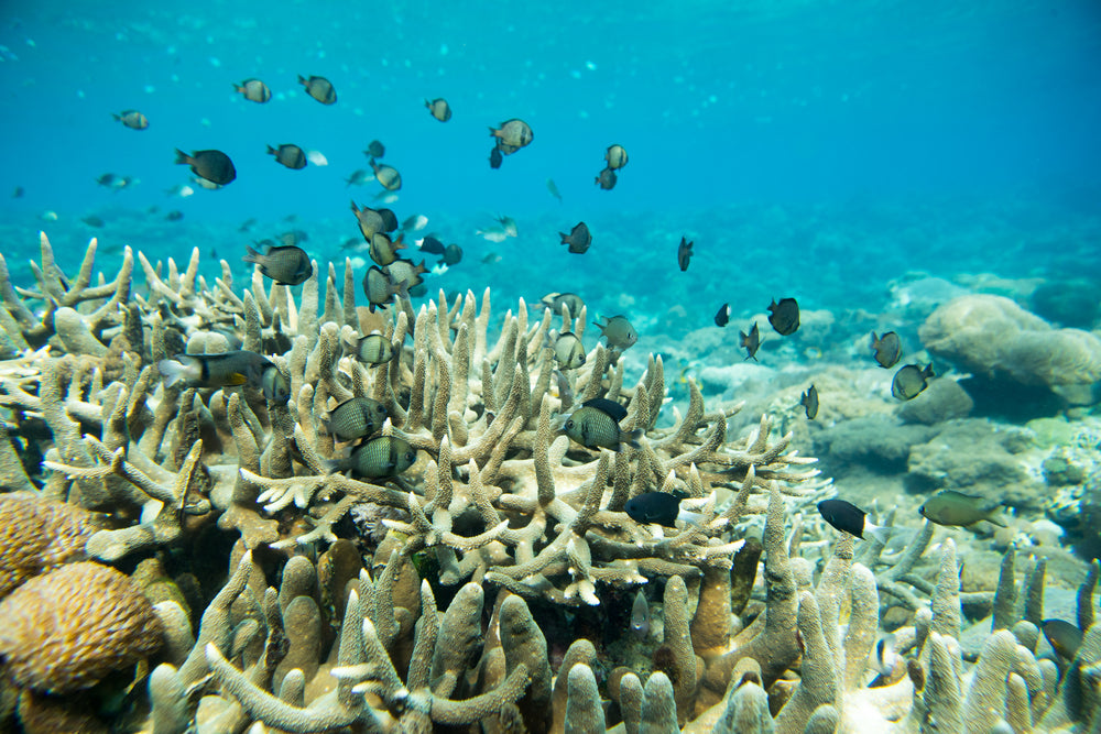 Plant Coral SeaTrees in Bali