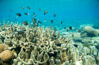 Plant Coral SeaTrees in Bali