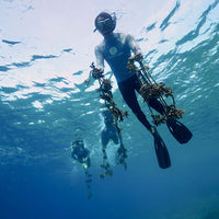 Plant Coral SeaTrees in Bali