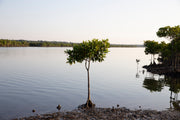 Plant Mangrove SeaTrees in Indonesia